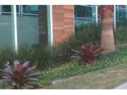 Manutenção de Jardim na Vila Ribeiro