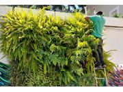 Serviço de Manutenção de Jardim Próximo a Tarumã