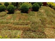 Contratar Reformulação de Gramado na Vila Nova Santana