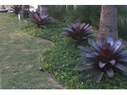 Especializado em Reformulação de Gramado na Vila Nova Santana