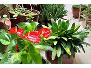 Orçamento do Paisagista na Região de Cândido Mota