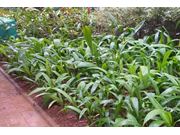 Contratar Jardinagem na Região de Echaporã